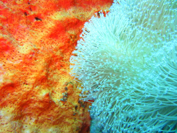 corals and sponges....
