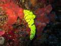 interesting hard nudibranch....