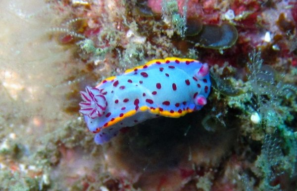 even cuttie little nudibranch...in cold water!