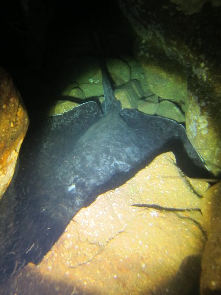 bull ray in the cave....