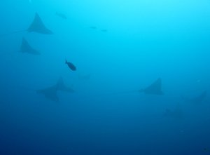 bad visibility, but at least 10 eagle rays...
