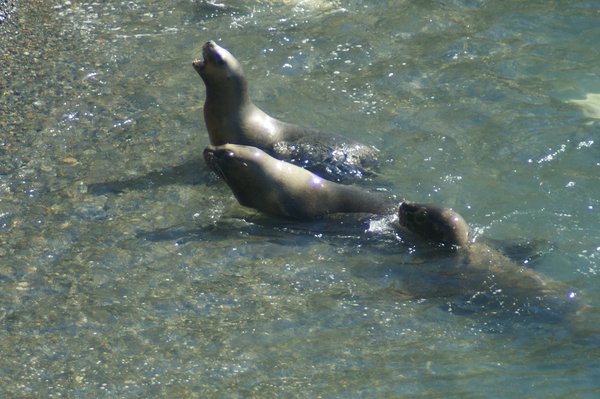 fun sea lions, Punta Loma