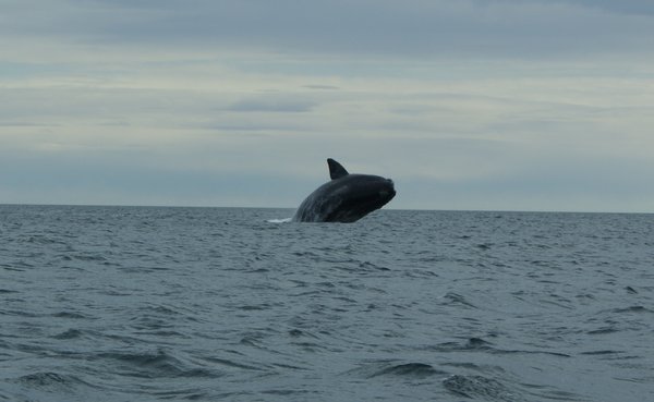 Balena Franca Austral