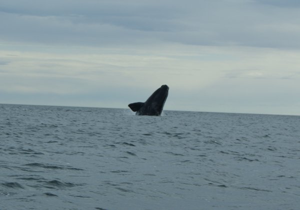 ...more whales...