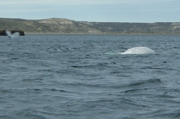 white whale...closer look...