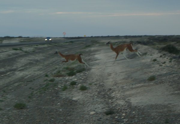 Lamas....crossing the road...
