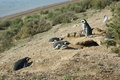 Magellanic penguins....