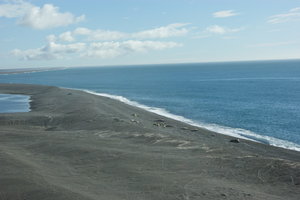 Elephant seals colony