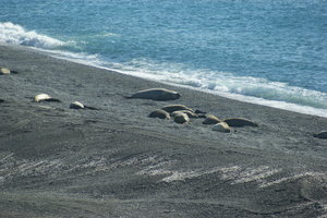 Elephant seals colony...