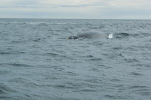 That was the whale I saw underwater....before it dived...I was already in the water!