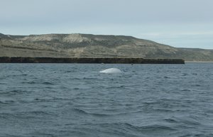 white whale....