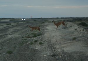 Lamas....crossing the road...