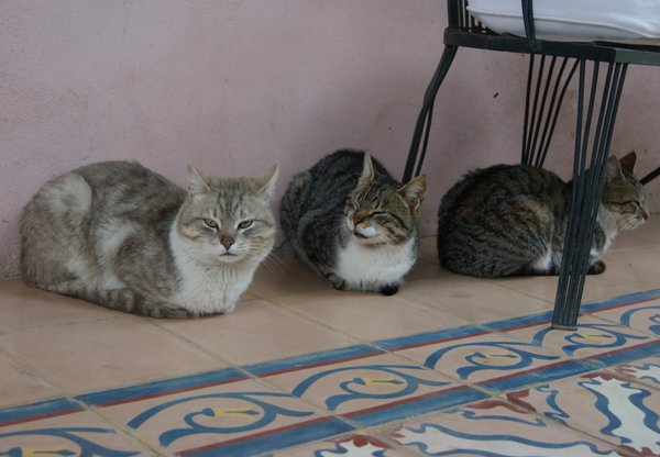 The cats of Antigua Casona B&B