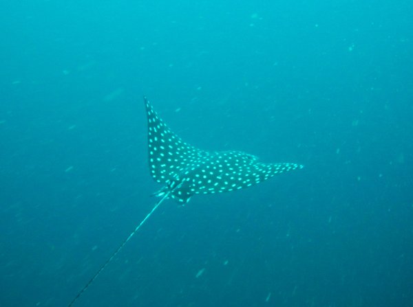 white spotted eagle ray