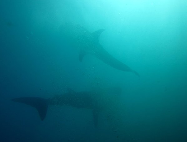 What better than a whaleshark? Two of them!