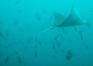 white spotted eagle ray