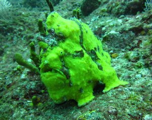one more frog fish