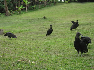 vultures ready to feed on the food of the cruise passengers...