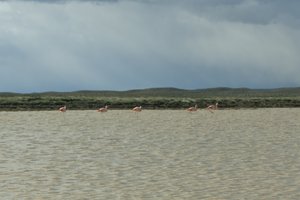 Patagonia and flamingos...