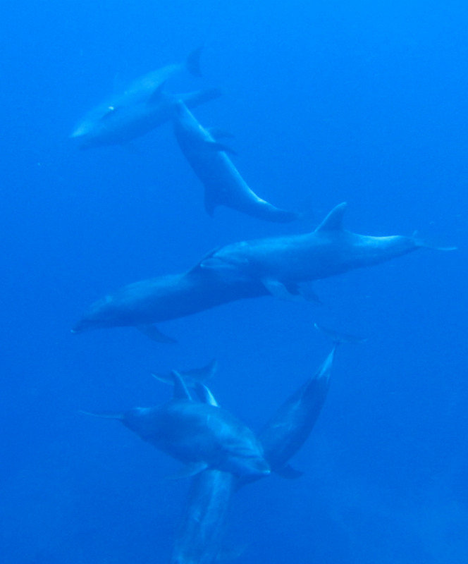 Dolphins ballet!