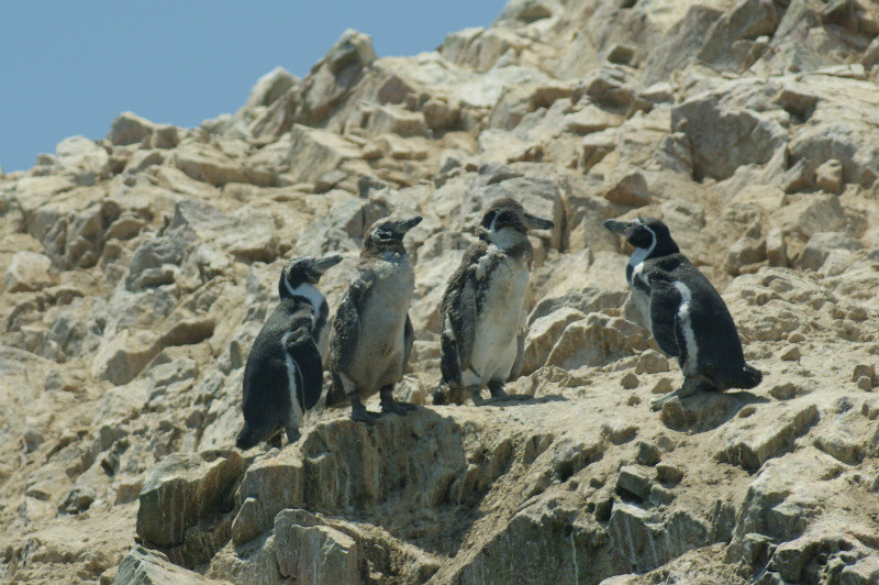 Penguins, Islas Ballestas