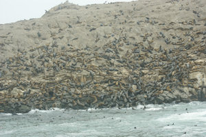 Thousand of sea lions!
