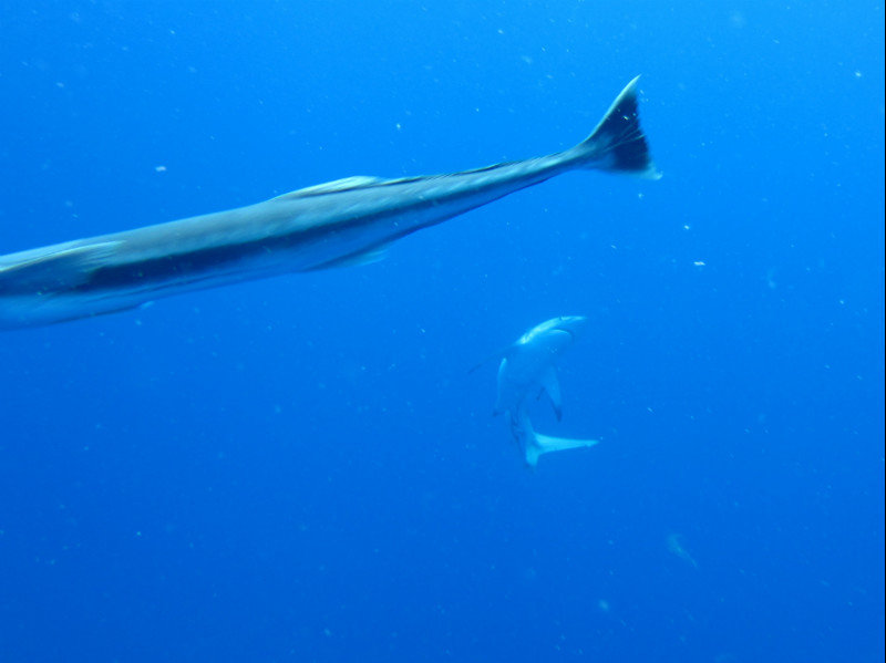 that remora playing with me ruined what could have been a cool pic of a shark in the back!