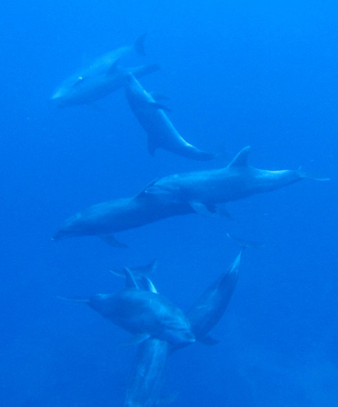 Bad quality...amazing dolphins...