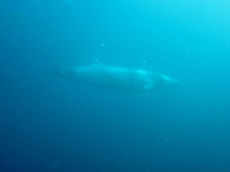 Bryde whale...while down there...on my 500th dive! 