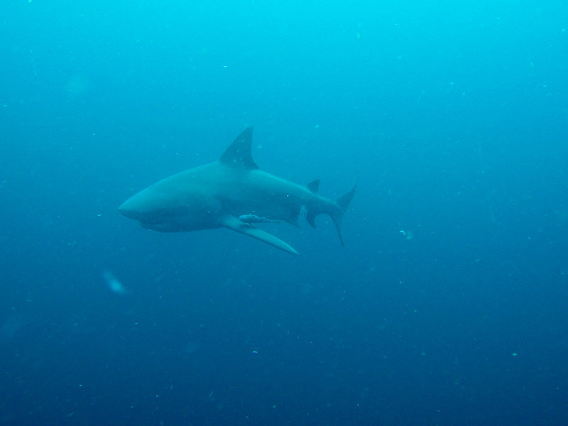 Dive 502....close encounter with a bull shark!