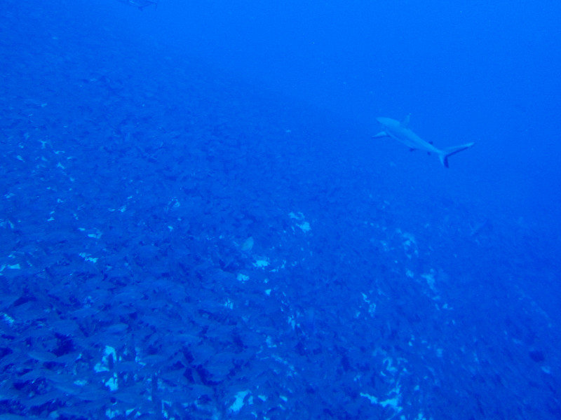 lots of sharks...but bad pic!