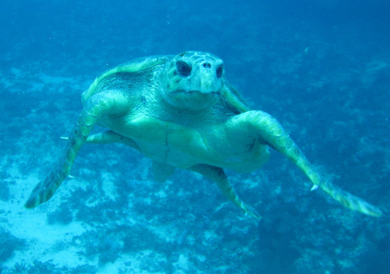 Also...turtle time...that one was pretty curious...