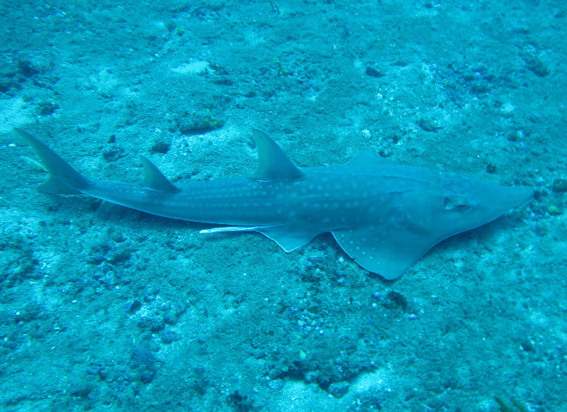 Guitar shark...close...down there at 39 meters...