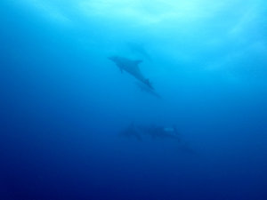 I love dolphins underwater...even for few seconds only...