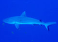 Grey reef shark at Angarosh