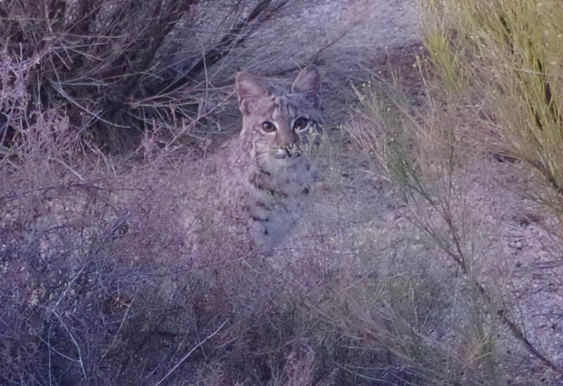 I believe it's a lynx North Troon!