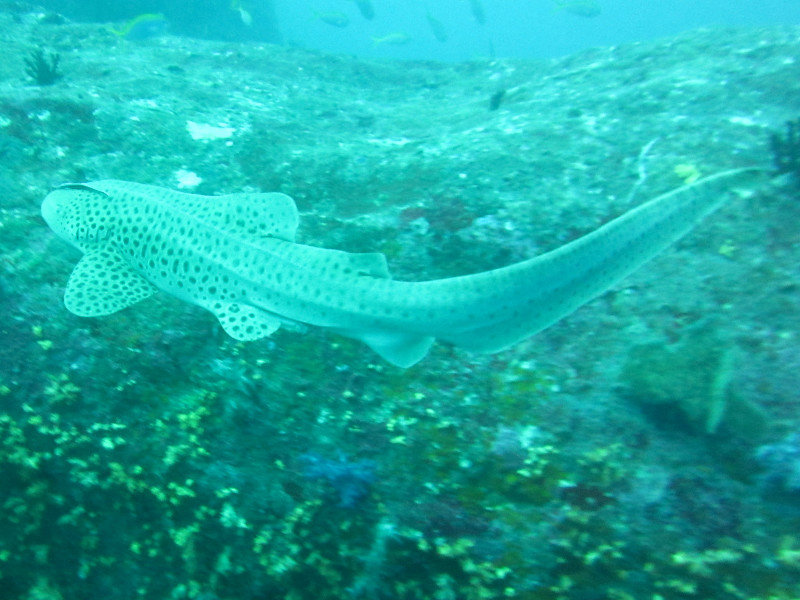 Leopard shark...on the 50th dive of Leslie, he spotted 4 of them!