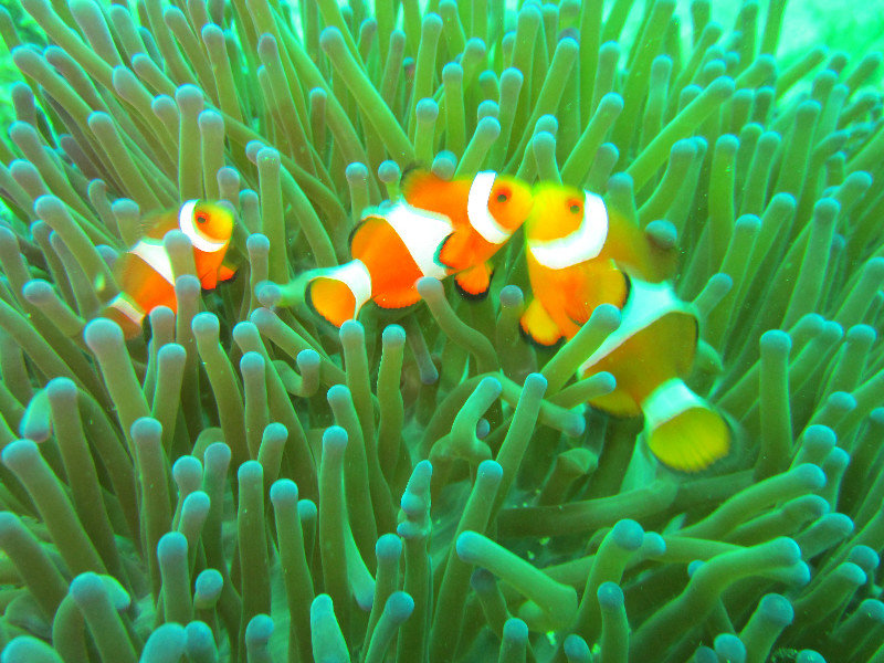 Nemo and friends...