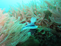 Nudibranch in soft coral