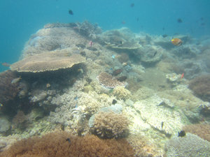 healthy corals...