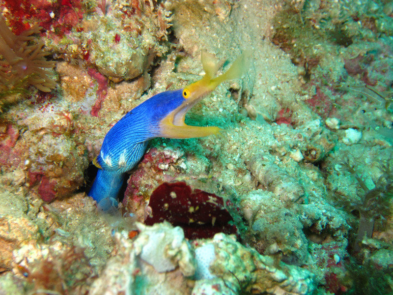 Blue yellow ribbon eel...