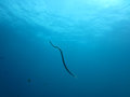 Cool sea snake...