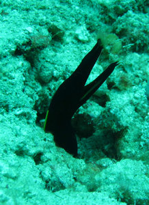 Black yellow ribbon eel, wish I had a better picture of it!
