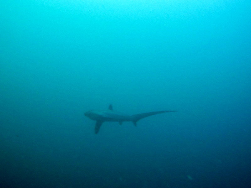 Bad visibility...but still...thresher shark....
