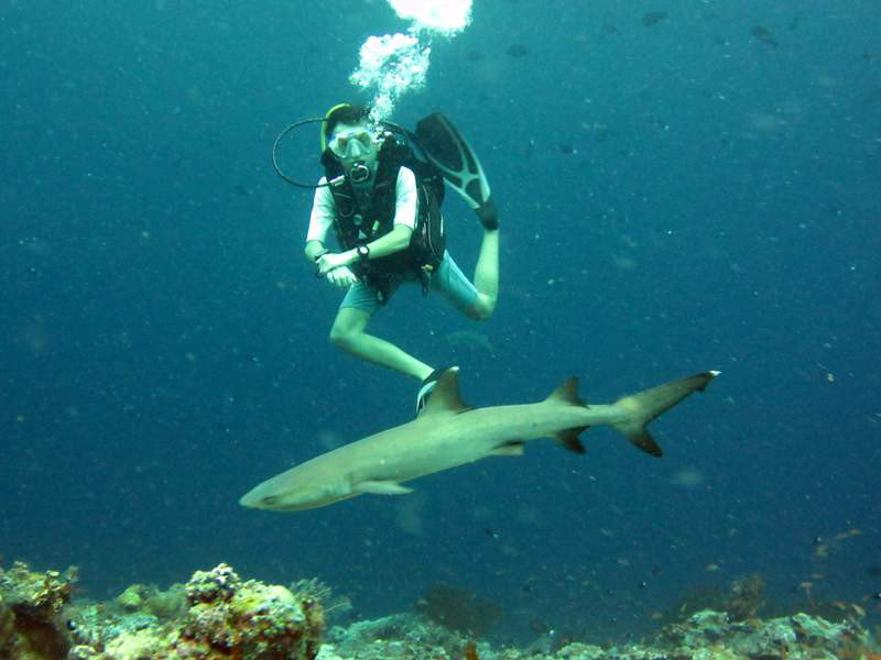 Leslie, and one of the white tip sharks...diving Sipadan...