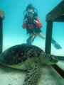 Tiffany, and a turtle on Mabul