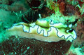 Nudibranch, Kapalai