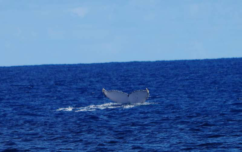 One of the last whales....magic!