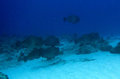 First dive, group of shy bumped head parrot fishes...