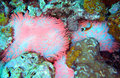 Pink anemone....and hiding nemo...